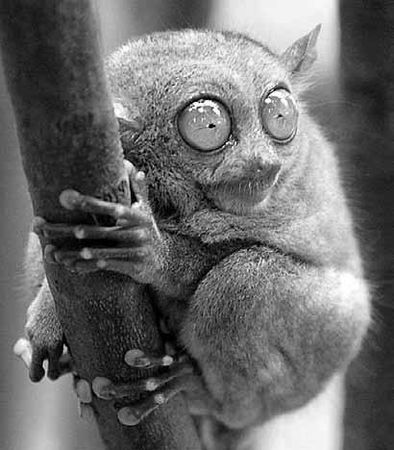 Дмитрий Бердышев - Самые необычные животные