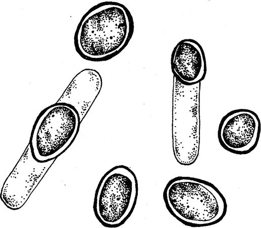 Юлия Касаткина - Я познаю мир. Ботаника