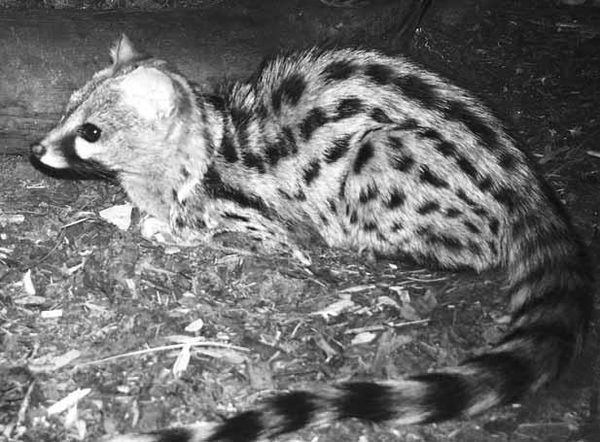 Дмитрий Бердышев - Самые необычные животные