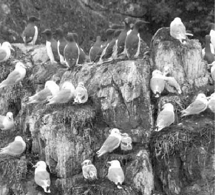 Викентий Преображенский - Удивительная океанология