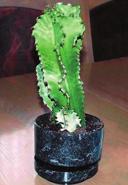 Мария Згурская - Кактусы