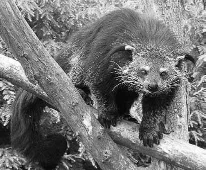 Дмитрий Бердышев - Самые необычные животные