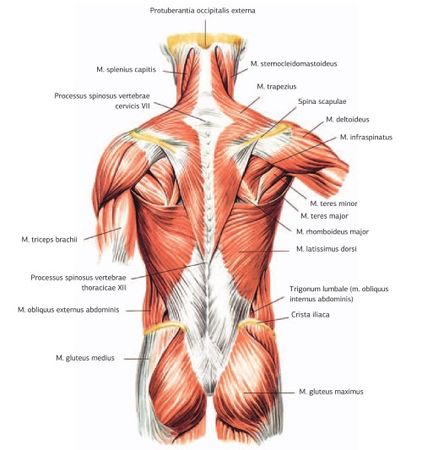 Дмитрий Киселев - Кинезиотейпинг в лечебной практике неврологии и ортопедии