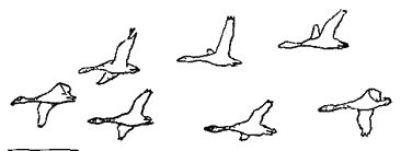 Кольцо царя Соломона