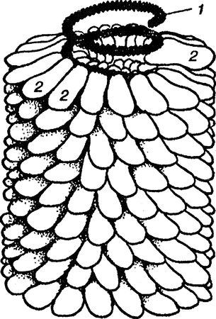Юлия Касаткина - Я познаю мир. Ботаника