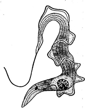 Юлия Касаткина - Я познаю мир. Ботаника