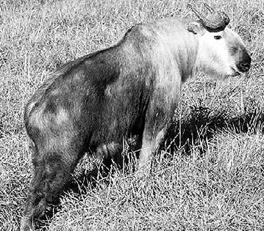 Дмитрий Бердышев - Самые необычные животные