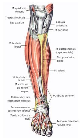 Дмитрий Киселев - Кинезиотейпинг в лечебной практике неврологии и ортопедии