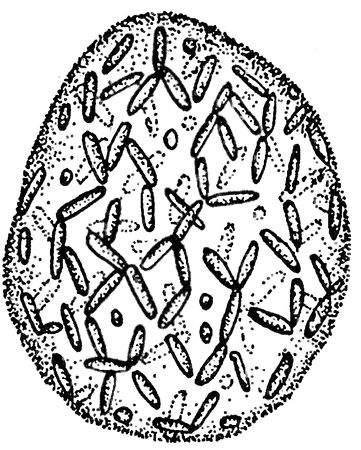 Юлия Касаткина - Я познаю мир. Ботаника