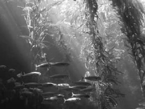 Викентий Преображенский - Удивительная океанология