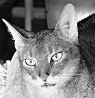 Екатерина Константинова - Домашние кошки