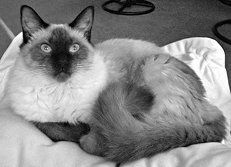 Екатерина Константинова - Домашние кошки