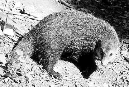 Дмитрий Бердышев - Самые необычные животные