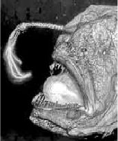 Викентий Преображенский - Удивительная океанология