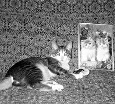 Екатерина Константинова - Домашние кошки