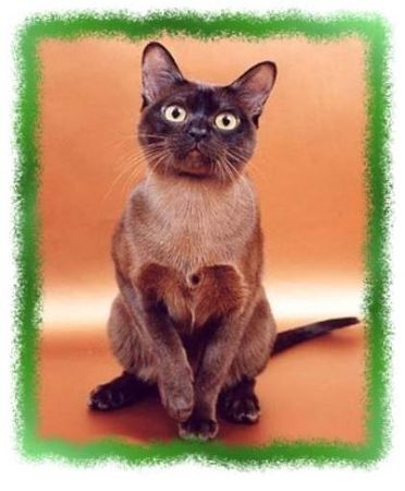 Дина Бакулина - Зачем живут патиссоны?