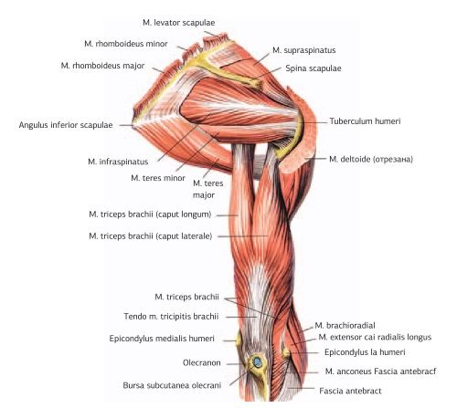 Дмитрий Киселев - Кинезиотейпинг в лечебной практике неврологии и ортопедии