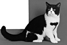 Екатерина Константинова - Домашние кошки