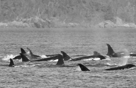 Викентий Преображенский - Удивительная океанология