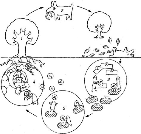 Юлия Касаткина - Я познаю мир. Ботаника