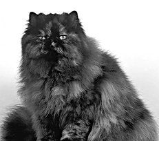 Екатерина Константинова - Домашние кошки