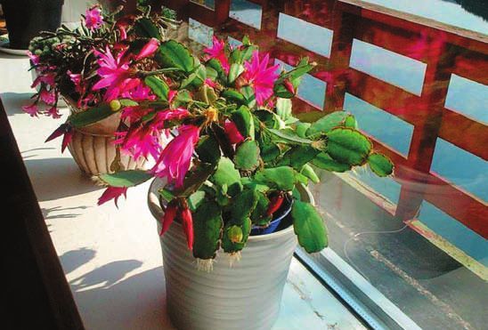 Мария Згурская - Кактусы