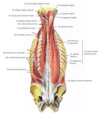 Дмитрий Киселев - Кинезиотейпинг в лечебной практике неврологии и ортопедии