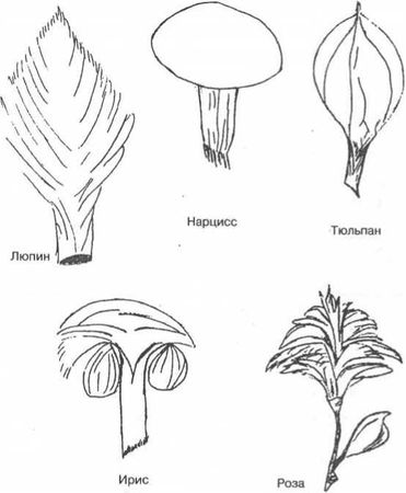 Вилейанур Рамачандран - Мозг рассказывает. Что делает нас людьми