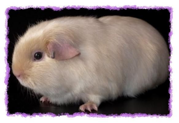 Дина Бакулина - Зачем живут патиссоны?