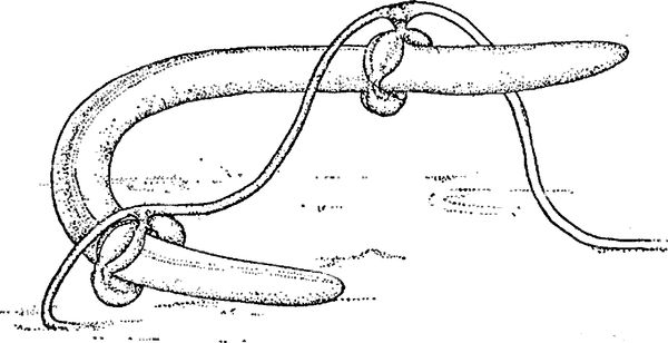 Юлия Касаткина - Я познаю мир. Ботаника