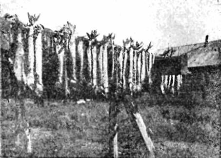 СЕРГЕЙ ОБРУЧЕВ - НА САМОЛЕТЕ В ВОСТОЧНОЙ АРКТИКЕ