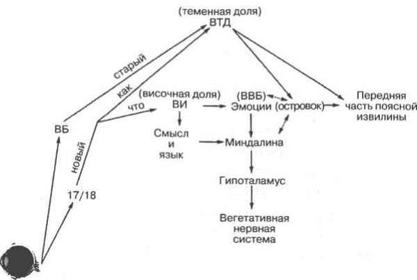 Вилейанур Рамачандран - Мозг рассказывает. Что делает нас людьми