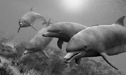 Викентий Преображенский - Удивительная океанология