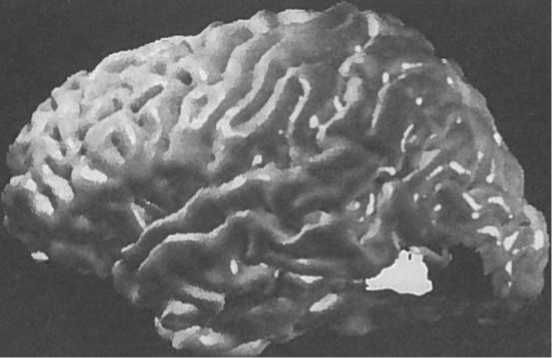 Вилейанур Рамачандран - Мозг рассказывает. Что делает нас людьми