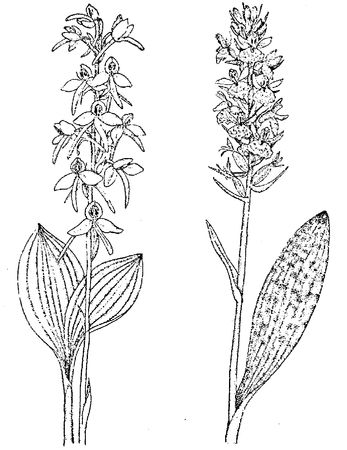 Юлия Касаткина - Я познаю мир. Ботаника