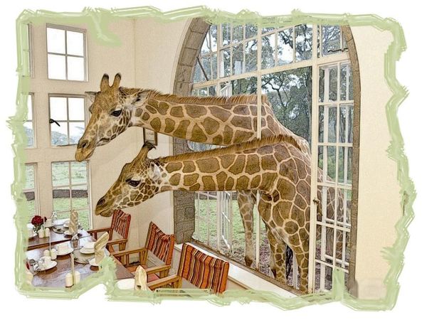 Дина Бакулина - Зачем живут патиссоны?