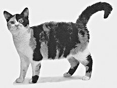 Екатерина Константинова - Домашние кошки