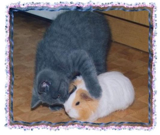 Дина Бакулина - Зачем живут патиссоны?