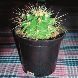 Мария Згурская - Кактусы