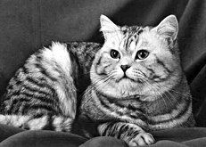 Екатерина Константинова - Домашние кошки