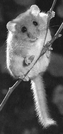 Дмитрий Бердышев - Самые необычные животные