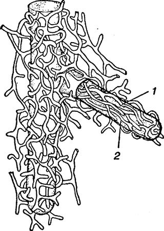 Юлия Касаткина - Я познаю мир. Ботаника