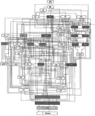 Вилейанур Рамачандран - Мозг рассказывает. Что делает нас людьми