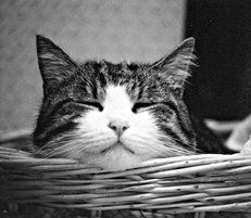 Екатерина Константинова - Домашние кошки