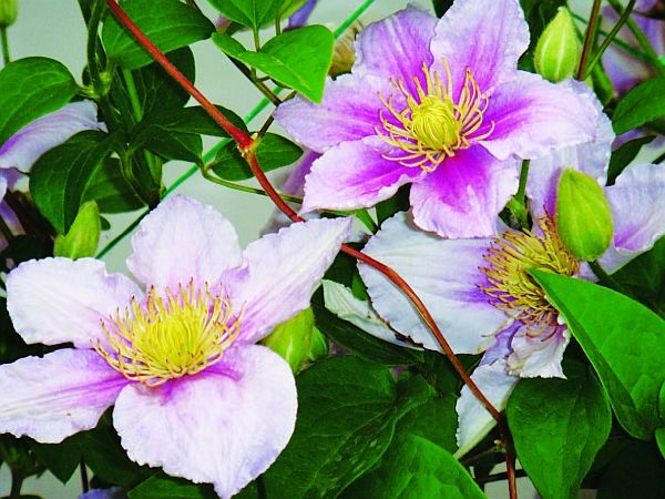 Олёна Ростова - Автограф