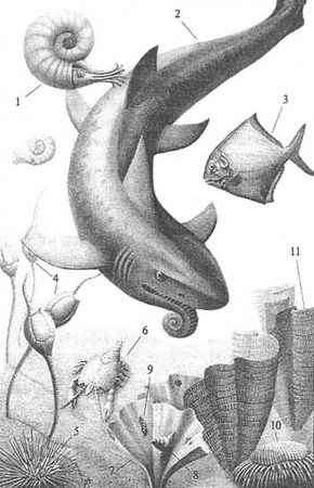 Андрей Журавлёв - До и после динозавров