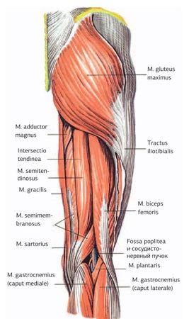Дмитрий Киселев - Кинезиотейпинг в лечебной практике неврологии и ортопедии