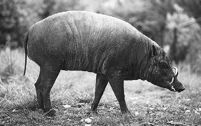 Дмитрий Бердышев - Самые необычные животные