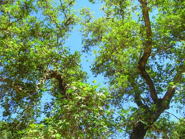 Олёна Ростова - Автограф