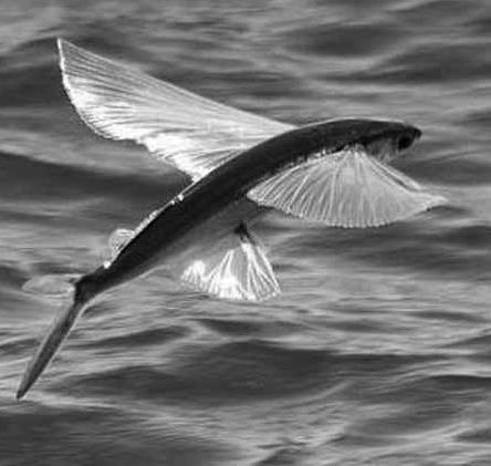 Викентий Преображенский - Удивительная океанология